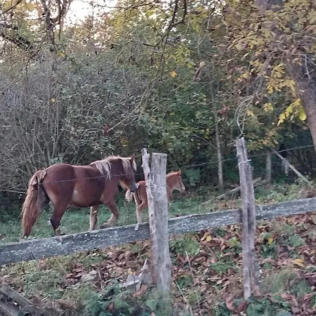 Sejour Cozy Casa Mountain Cu Acces Ciubăr,roşia Montana * Rosia Montana